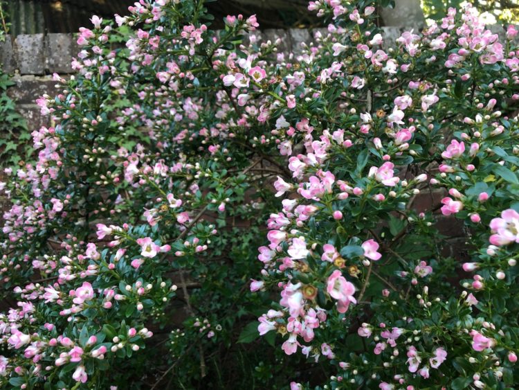Pack X6 Escallonia Pink Apple Blossom Perennial Garden Shrub Plug Plants