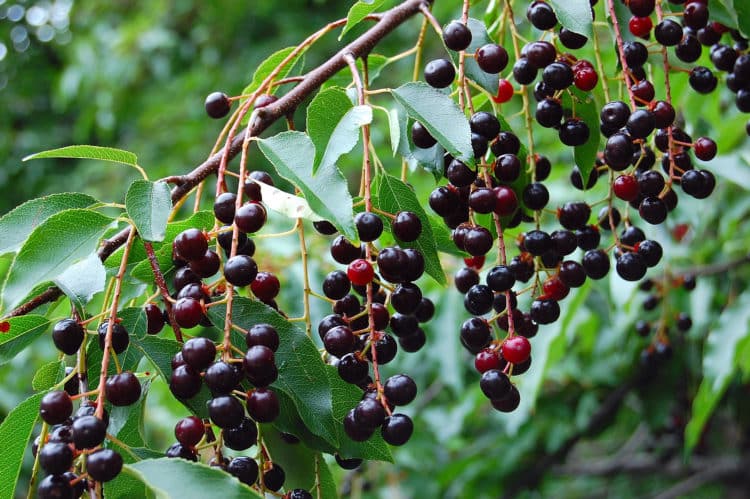 bird cherry fruits in a hedge