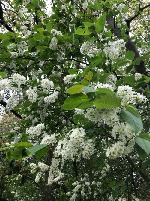 bird cherry hedge in flower