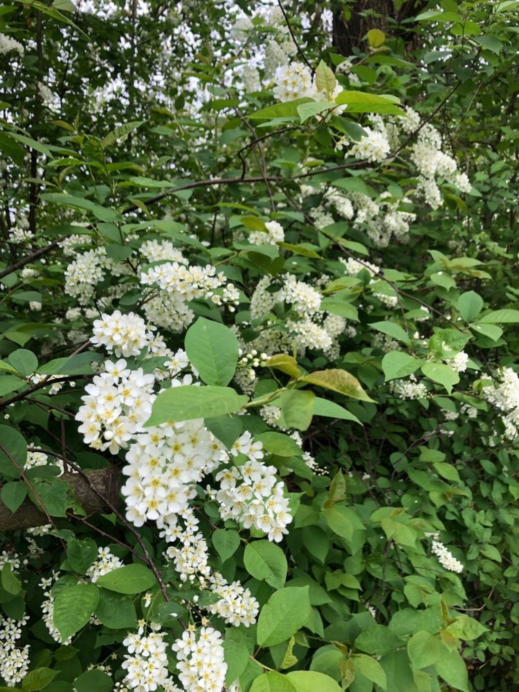 prunus padus bird cherry hedging flowers