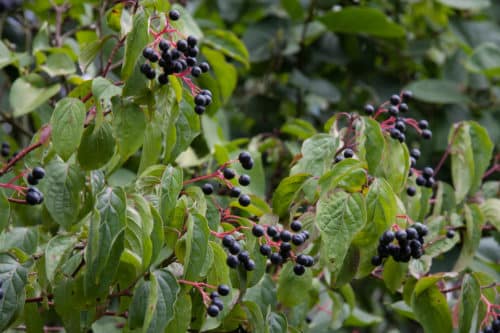 common dogwood berries on a hedge