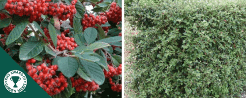 cotoneaster hedging plants