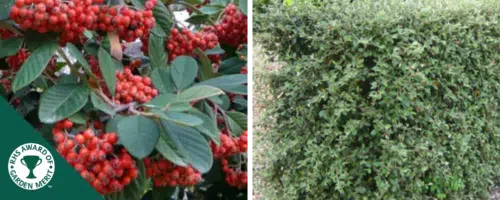 cotoneaster hedging plants
