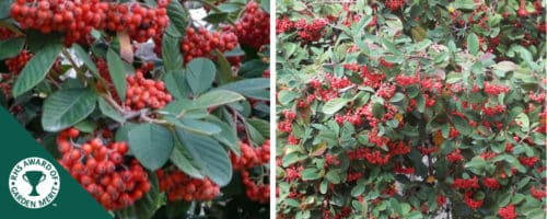 cotoneaster lacteus hedging plants