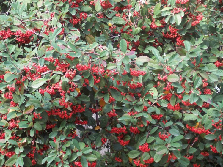 cotoneaster lacteus hedge with berries