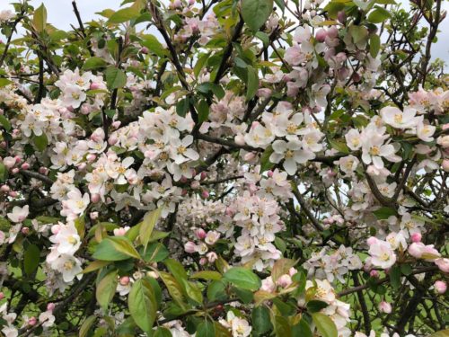 wild crabapple malus sylvestris hedge in flowe