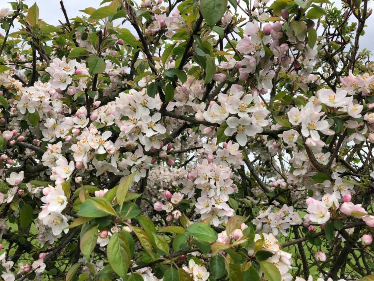 wild crabapple malus sylvestris hedge in flowe