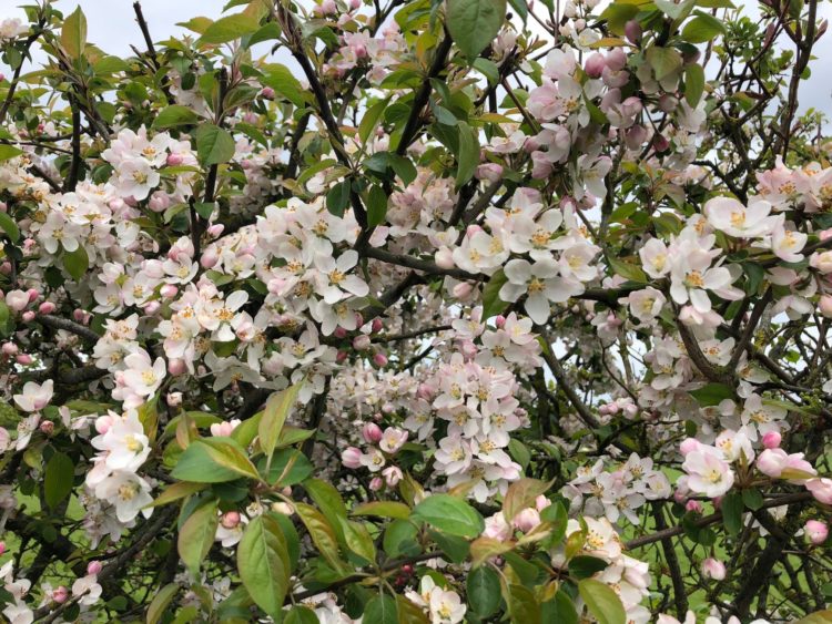 wild crabapple malus sylvestris hedge in flowe