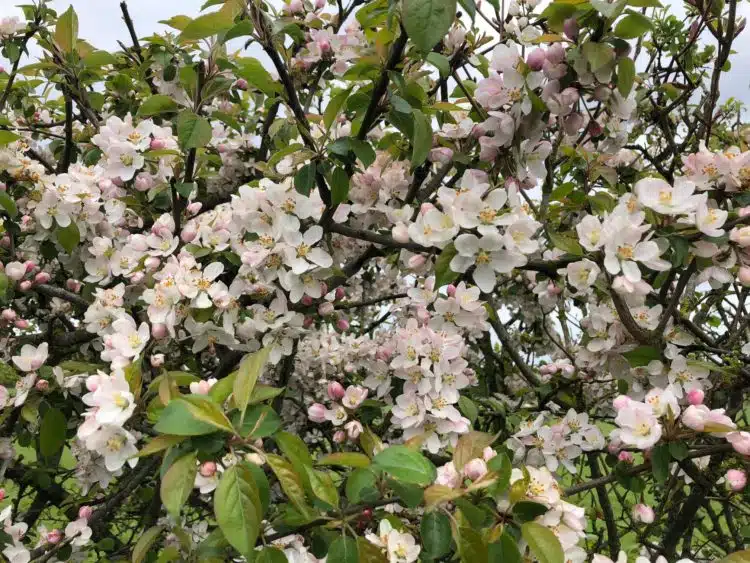 wild crabapple malus sylvestris hedge in flowe