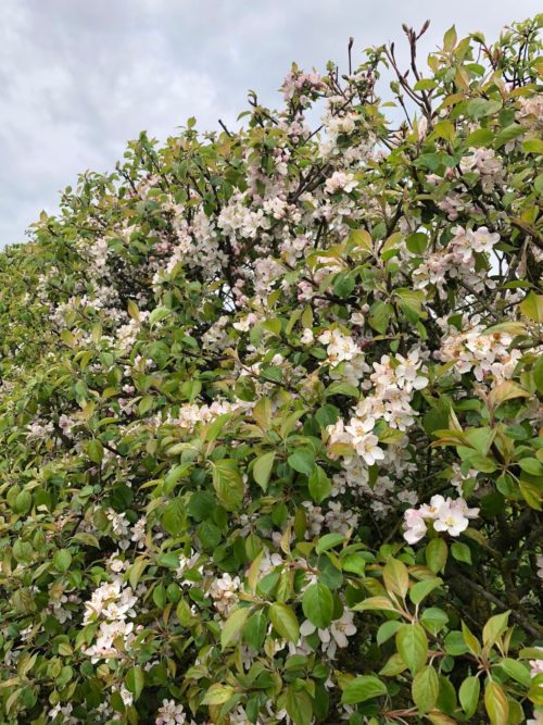 malus sylvestris hedge in flower