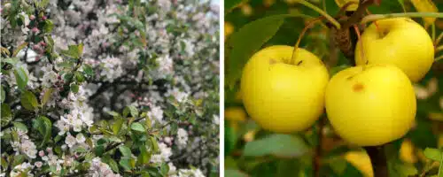 wild crabapple hedging plants Malus sylvestris