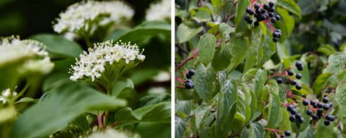 common dogwood hedging plants cornus sanguinea