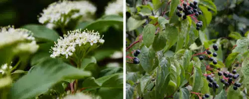 common dogwood hedging plants cornus sanguinea
