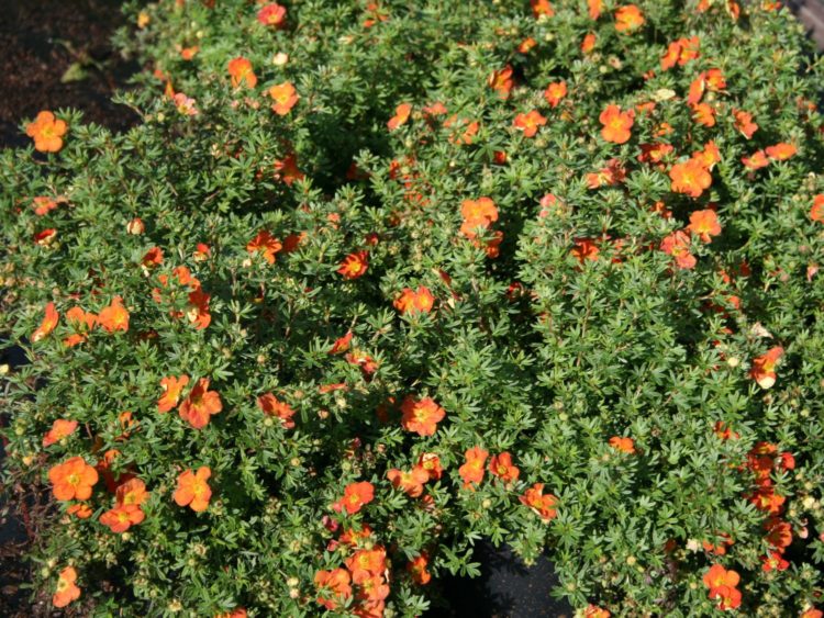 hedge of potentilla red ace in flower