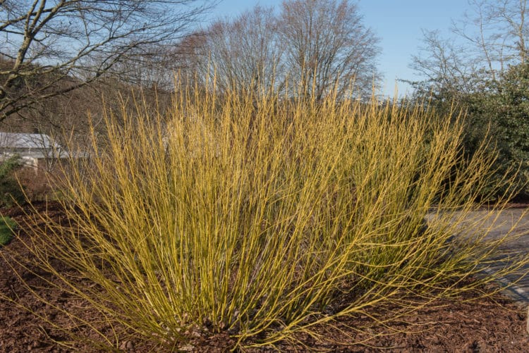 group of yellow stem dogwood cornus stolonifera flaviramea