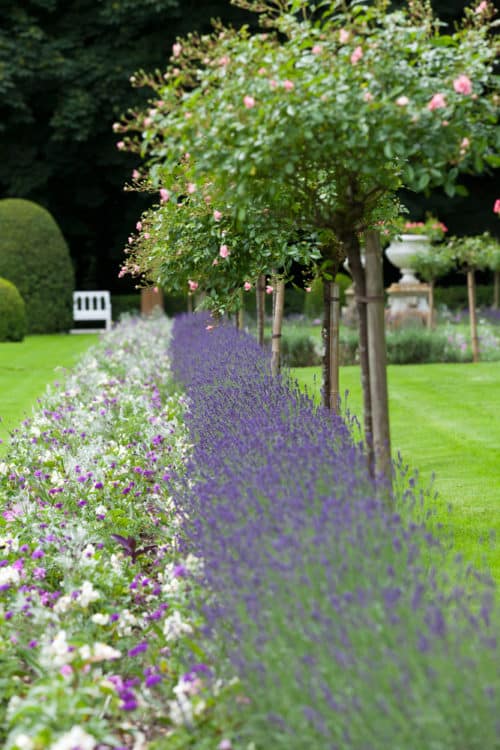 lavender hidcote hedge in flower