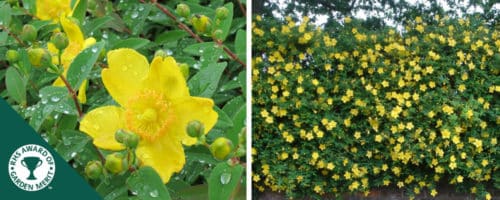 hypericum hidcote hedging plants