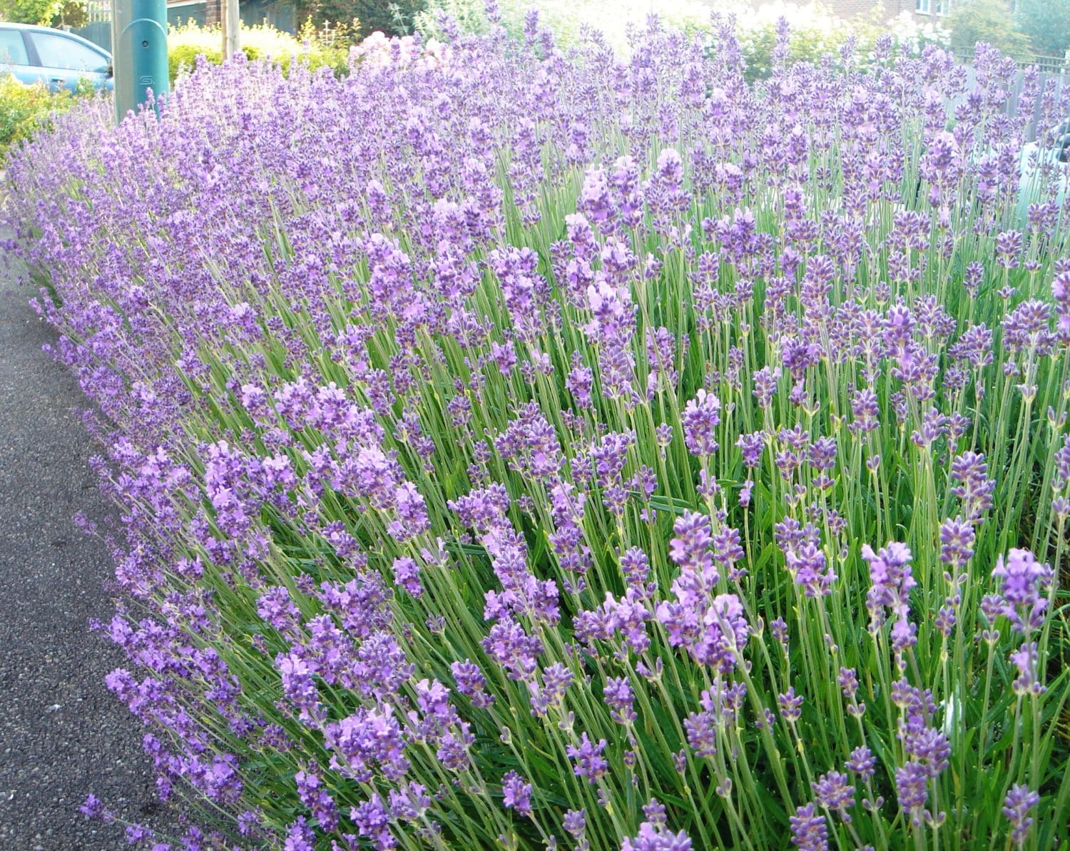 Buy Lavender Munstead Hedge Plants Lavender Munstead Hedging Hopes