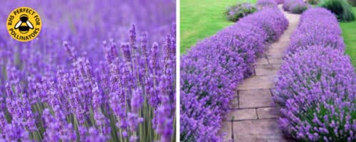 lavender munstead hedging plants