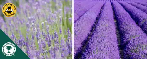 lavender provence blue hedging plants