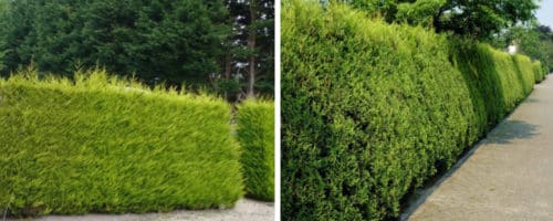 golden leylandii hedging plants and conifers