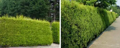 golden leylandii hedging plants and conifers
