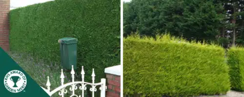 leylandii hedging plants and conifers