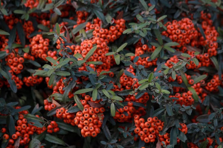 pyracantha mohave hedge with berries