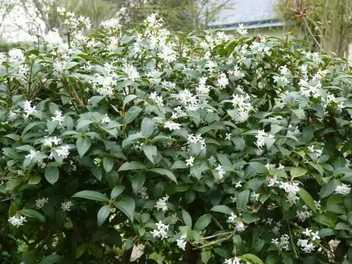 osmanthus burkwoodii hedge in flower