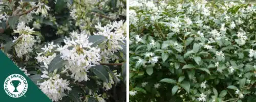 osmanthus burkwoodii hedging plants