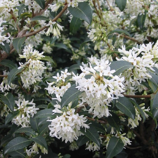 Osmanthe De Burkwood - Osmanthus Burkwoodii 40cm En Pot - Arbuste Persistant Parfumé Floraison Avril-Mai