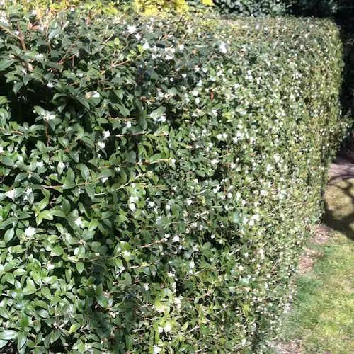 osmanthus burkwoodii hedge
