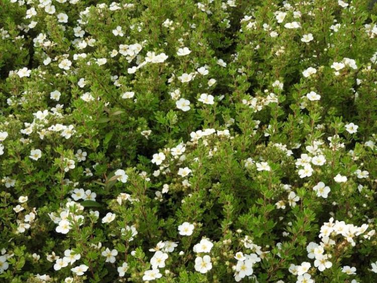 potentilla abbotswood white hedge in flower