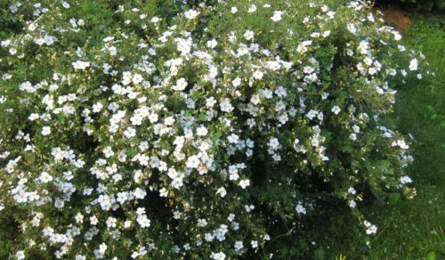 white potentilla hedging shrub in flower