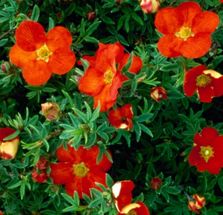 close up of flowers on red potentilla hedge red ace