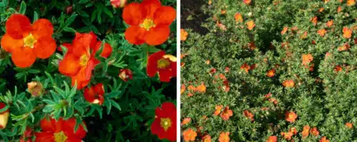 red potentilla hedge plants potentilla red ace