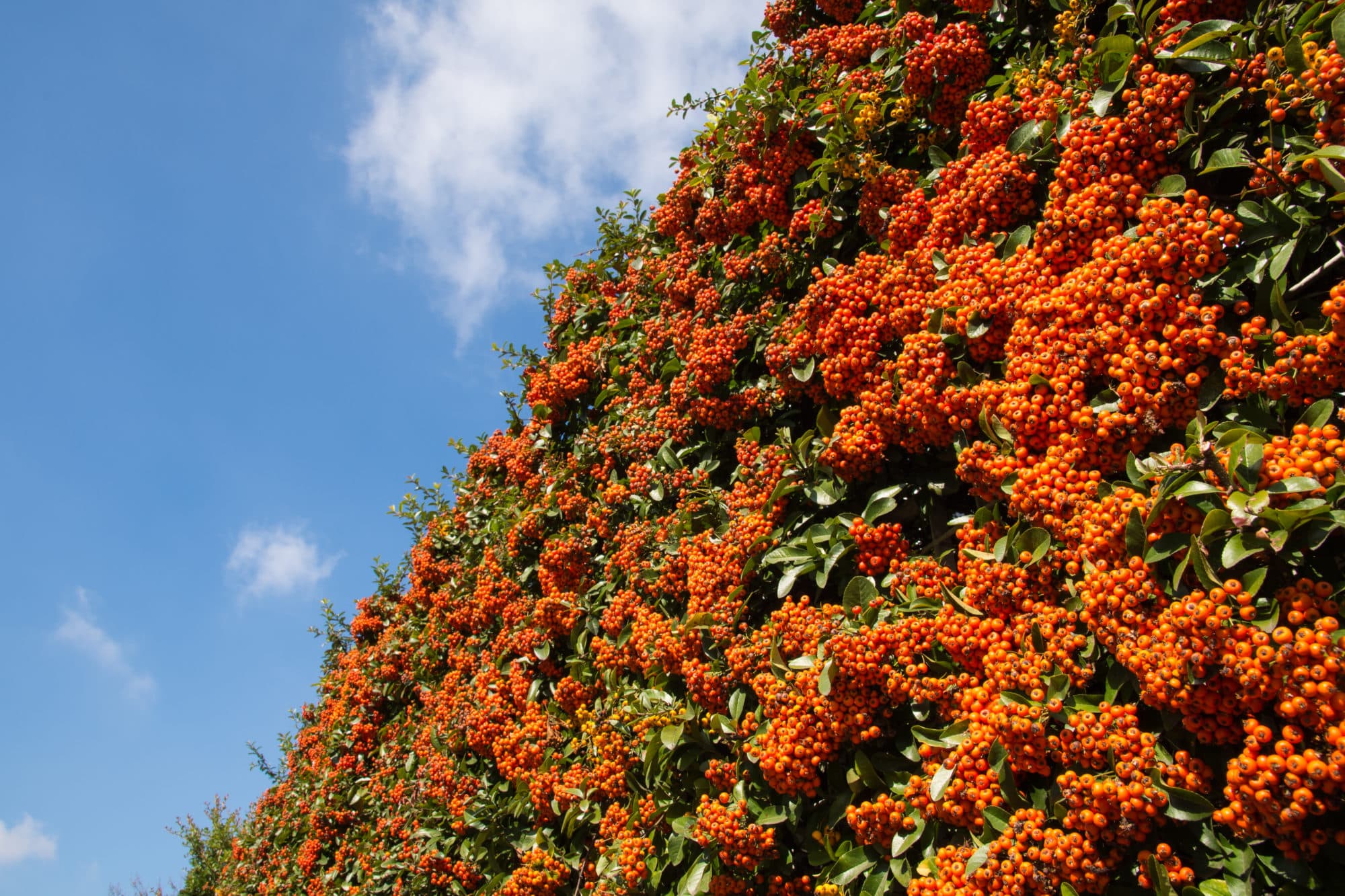 buy-pyracantha-orange-glow-hedge-plants-pyracantha-mohave-hedging