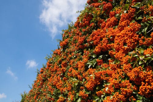 large hedge of orange pyracantha