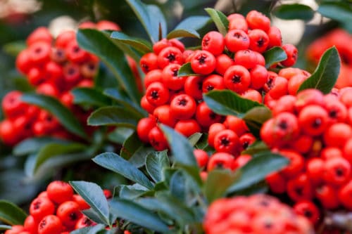 red pyracantha hedging