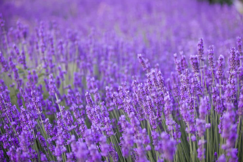 Buy Lavender Munstead Hedge Plants | Lavender Munstead Hedging | Hopes ...