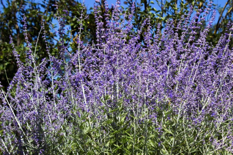 perovskia blue spire in flower