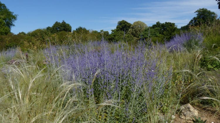 perovskia blue spire interplanted with ornamental grasses