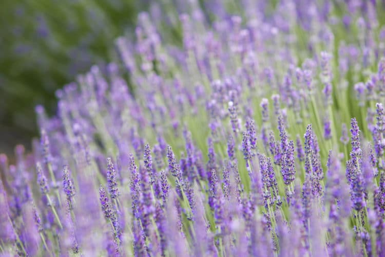 lavender provence blue hedging plants in flower