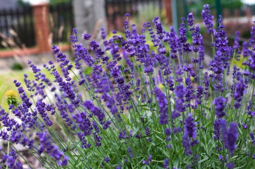 lavender hidcote hedging plant in flower
