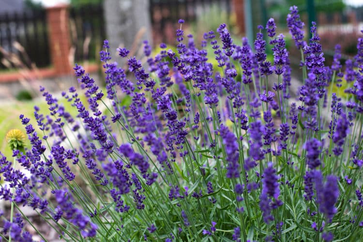 lavender hidcote hedging plant in flower