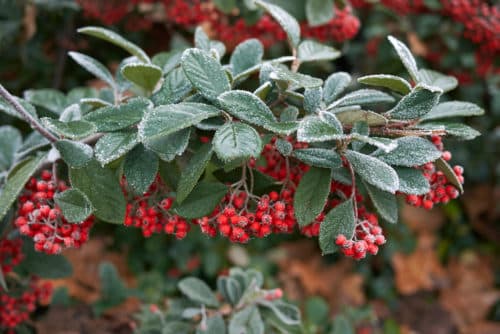 berries on cotoneaster hedge in frost