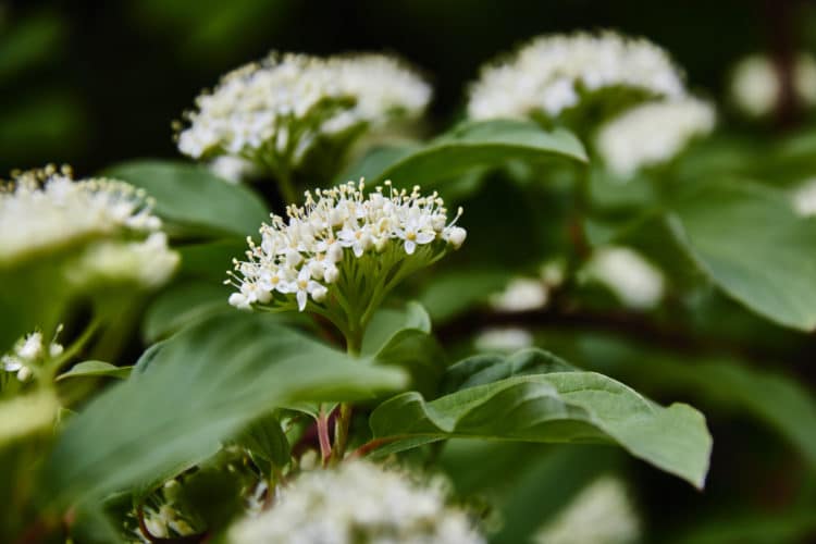 close up of flowers on common dogwood hedge