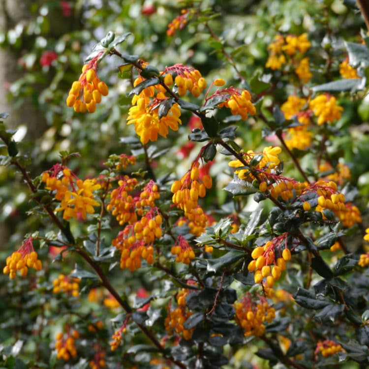 berberis darwinii hedge plants with flower