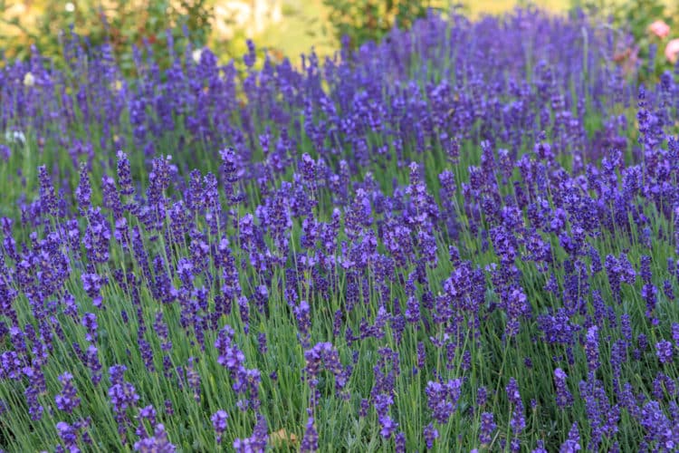 lavender hidcote hedge with flowers