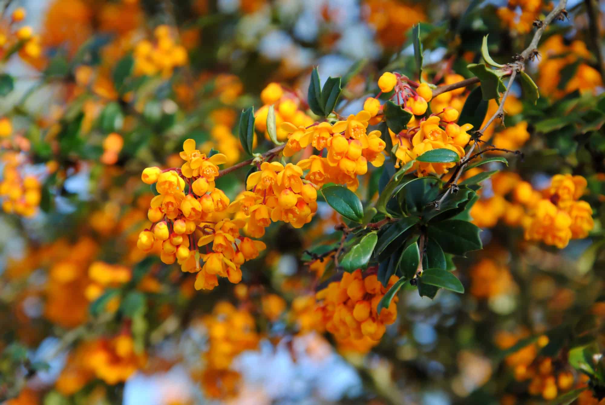 Buy Berberis Darwinii Hedge (Berberis Evergreen Hedge) & Evergreen BarBerry